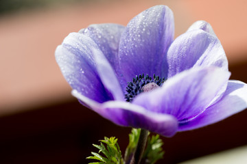 アネモネ　アネモネの花がきれいに咲いていた。