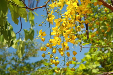 Obraz premium Nature Flowers and Green Leaf