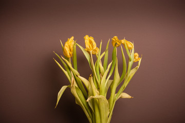 Wilted bouquet of tulips
