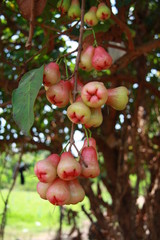 Rose Apple Fruits