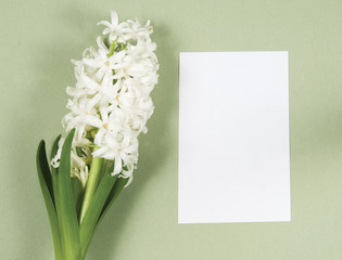 Hyacinth flowers and place for text