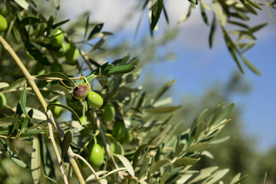 Greek olive tree and olive fruit
