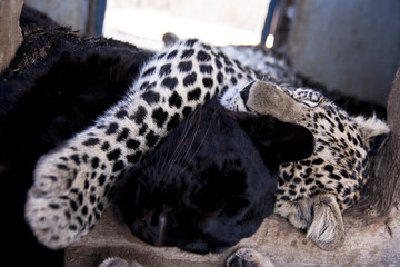 Leopard cub - cuteness 