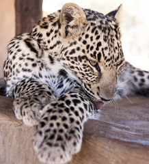 Fototapeta premium Leopard cub - cuteness 