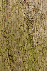 Baumrinde Holz als Textur