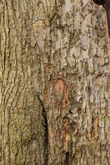 Baumrinde Holz als Textur