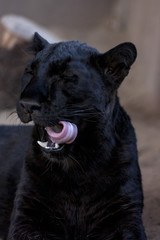Leopard cub - cuteness 