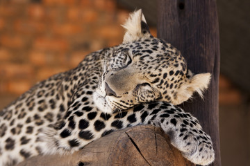 Fototapeta na wymiar Leopard cub - cuteness 
