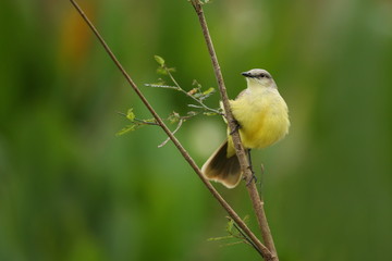 bird of pantanal in the nature habitat, wild brasil, brasilian wildlife, pantanal, green jungle, south american nature and wild