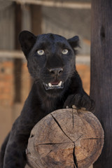Leopard cub - cuteness 
