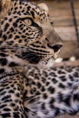 Leopard cub - cuteness 