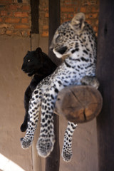 Leopard cub - cuteness 