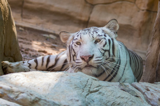 Image of a white tiger on nature background. Wild Animals.