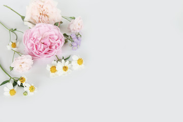 Fototapeta na wymiar Beautiful rose on white background 
