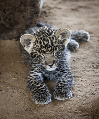 Leopard cub - cuteness 