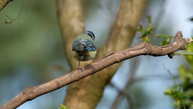 The Eurasian blue tit is a small passerine bird in the tit family Paridae. The bird is easily recognisable by its blue and yellow plumage.