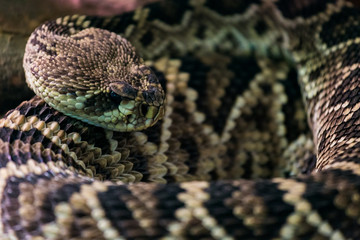 Naklejka premium Eastern diamondback rattlesnake. Crotalus adamanteus is a pit viper species found in the southeastern United States.