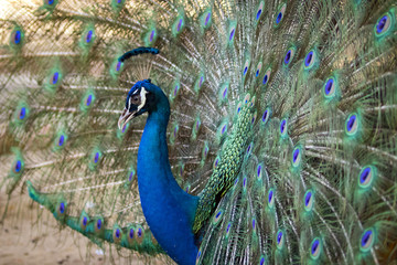 Obraz premium Image of a peacock showing its beautiful feathers. wild animals.
