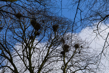Krähennest, Krähenplage im Wohngebiet