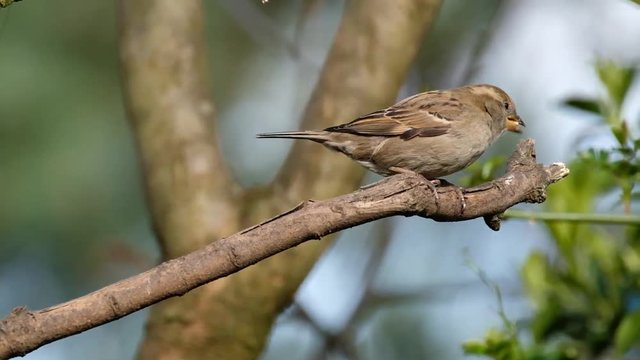 The house sparrow is a bird of the sparrow family Passeridae, found in most parts of the world. A small bird, it has a typical length of 16 cm and a mass of 24&ndash;39.5 g. 