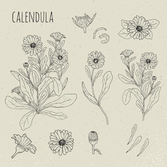Calendula medical botanical isolated illustration. Plant, flowers, petals, leaves, seed hand drawn set. Vintage contour sketch. - obrazy, fototapety, plakaty