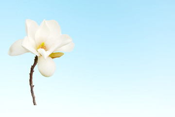 Beautiful magnolia flower