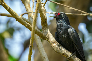 Image of asian koel bird (Eudynamys scolopaceus) male, on the branch on natural background.