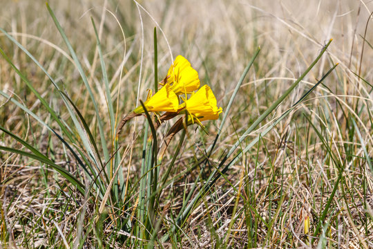 Campanillas, Narcisos acampanados. Narcissus bulbocodium.