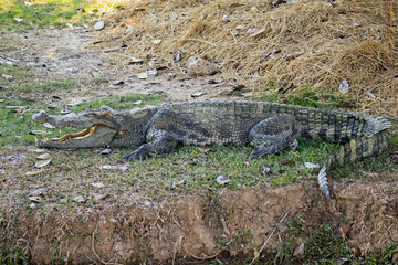 Image of a crocodile on the grass. Reptile Animals.
