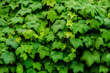 Green leaves wall background,spring season.