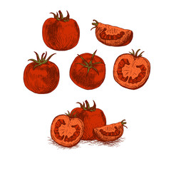 Hand drawn set of red tomato. Vector sketch