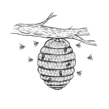 bee hive in tree drawing