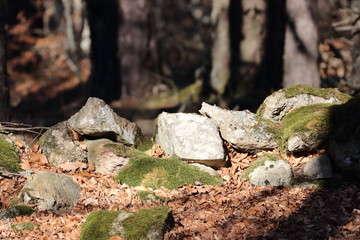Muret de pierres en forêt, Pyrénées