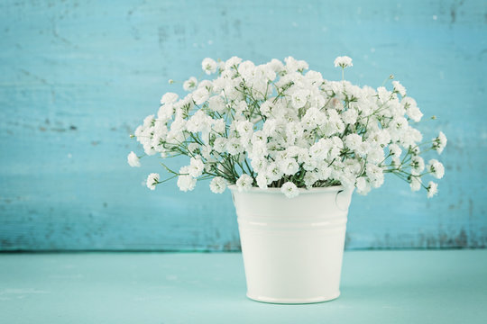 Fototapeta Beautiful gypsophilla flower in white vase on turquoise vintage table.