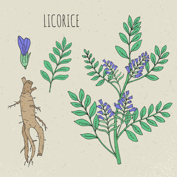 Licorice Botanical Isolated Illustration. Plant, Leaves, Root, Flowers Hand Drawn Set. Vintage Sketch Colorful.