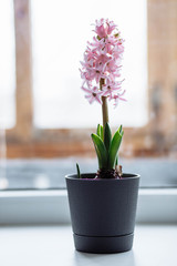 Fototapeta na wymiar Three beautiful pink hyacinth in a pot with a vintage pattern on the window
