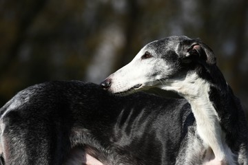 eleganter schwarz weißer Galgo Espanol