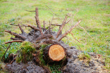 Uprooted stump of a felled tree with lots of thick roots