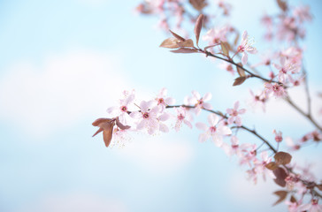 Branch with pink flowers against the blue sky and white clouds Spring flowering plants Kidney flowers blossom wild cherry