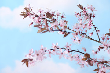 Branch with pink flowers against the blue sky and white clouds Spring flowering plants Kidney flowers blossom wild cherry