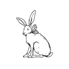 Hand drawn hare