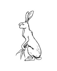 Hand drawn hare