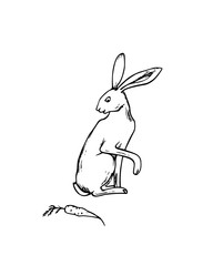 Hand drawn hare