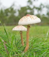 Two wild mushrooms in field