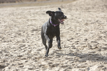 Happy dog running in the sand