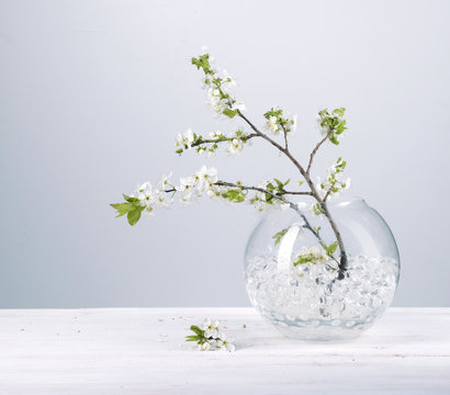 Fototapeta Branch with white flowers against gray background Spring flowering plants Kidney flowers blossom