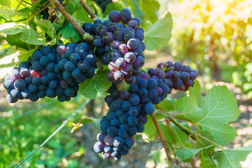 Close up vine grapes in champagne region in autumn harvest, Reims, France