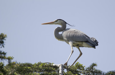 Grey heron