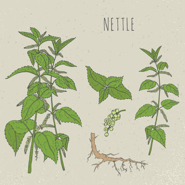 Nettle medical botanical isolated illustration