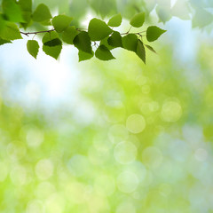 Fototapeta na wymiar Summer garden, beauty seasonal backgrounds with beech tree and shiny bokeh